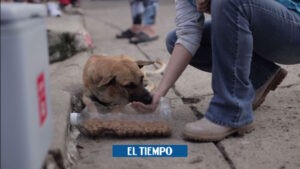 Atlántico: animales callejeros damnificados por el invierno - Barranquilla - Colombia