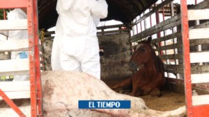 Carretilleros de Popayán hallaron cementerio con sus caballos robados - Otras Ciudades - Colombia