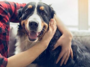 Cuando estés de duelo, es posible que necesites 3 cosas que solo tu perro puede darte | Diario El Luchador