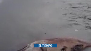Delfín muerto en playas de Cartagena indigna a turistas - Otras Ciudades - Colombia