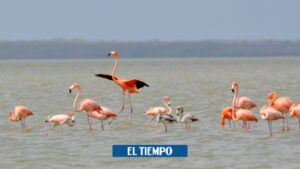 Flamencos rosados: pueblo de La Guajira salió de la pobreza por ellos - Otras Ciudades - Colombia