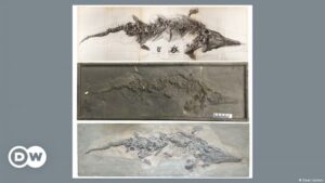 Hallan los moldes del esqueleto de un ″pez lagarto″ que había sido destruido en la Segunda Guerra Mundial | Ciencia y Ecología | DW