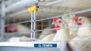 ICA confirma gripe aviar en Los Palmitos (Sucre) - Otras Ciudades - Colombia