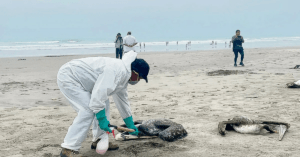 Influenza aviar: Serfor reveló la muerte de más de 13 mil aves silvestres marinas
