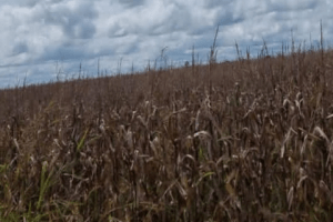 Inician cosecha de 100 hectáreas de maíz blanco en Apure |