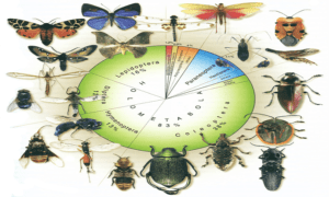 Las fluctuaciones de temperatura aumentan el riesgo de la extinción de insectos