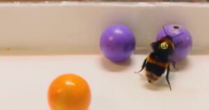 Los abejorros se divierten jugando con bolas de madera | Actualidad