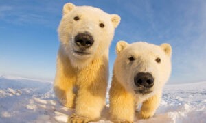 Los osos polares tienen patas diseñadas para jugar y cazar en la nieve