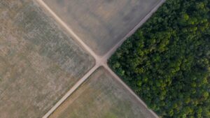 Los países del Acuerdo de París se comprometieron a plantar tantos árboles que tienen un problema