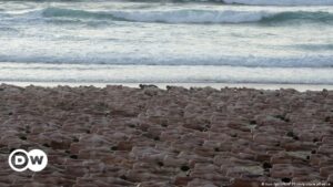 Miles de personas se desnudan por arte en icónica playa de Sidney | El Mundo | DW