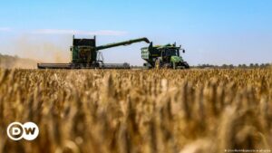 Precios del trigo suben tras suspender Rusia acuerdo de exportación de grano ucraniano | Economía | DW