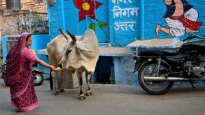 Preocupación en la India: más de dos millones de vacas enfermas y 150.000 muertas