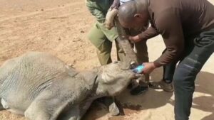 Sequía mató al menos 1.235 animales salvajes en Kenia, incluidos 205 elefantes