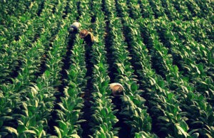 TELEVEN Tu Canal | Sector tabaquero representa el 0,02% del acre cultivable del país