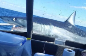 el impactante momento cuando un enorme tiburón blanco se montó en un barco pesquero (+Video)
