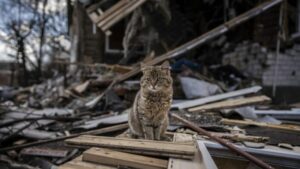 ¡INOCENTES! Más de diez millones de animales han muerto por la invasión rusa en Ucrania