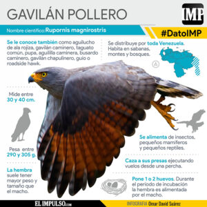 ▷ #DatoIMP El gavilán pollero: un temible depredador