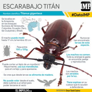 ▷ #DatoIMP Escarabajo titán: un insecto de gran tamaño