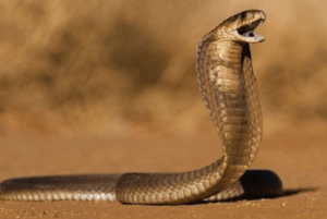▷ Una cobra mordió a un niño, el pequeño también la mordió y mató a la serpiente #5Nov