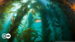 Hallan un bosque submarino de algas gigantes al sur de las Galápagos | Ecología | DW