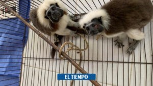 Abominable: el pueblo de Córdoba que vive del tráfico de animales - Otras Ciudades - Colombia