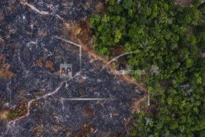Amazonia ha perdido 10% de su vegetación en 4 décadas
