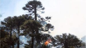 Chile mantiene la alerta roja por ocho incendios forestales