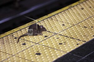 Ciudad de Nueva York busca líder en el combate a las ratas