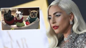 Condenan a 21 años de prisión a hombre que le robó los perros a Lady Gaga
