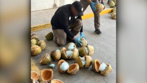 Confiscan en México 300 kilos de fentanilo ocultos en coco