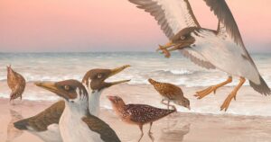 El fosil de un ave extinta pone patas arriba el árbol evolutivo de las aves | Actualidad
