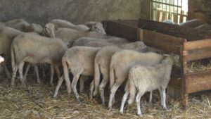 El misterio del rebaño de ovejas que ha dado vueltas en círculo durante dos semanas seguidas