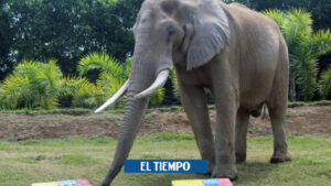 Elefante de Pablo Escobar vaticinará el ganador del Mundial de Qatar - Otras Ciudades - Colombia