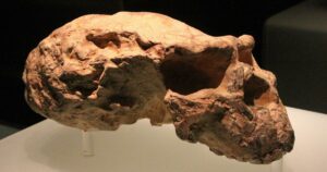 Hallan el cráneo de un Hombre de Yunxian | Actualidad