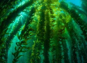 Hallan un bosque submarino de algas gigantes al sur de las Galápagos | Diario El Luchador