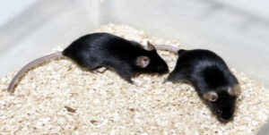 Identifican en ratones un circuito cerebral vinculado al consumo de cocaína