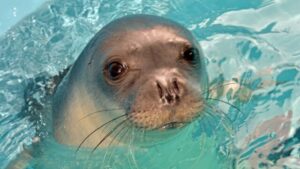 Investigan la muerte súbita de miles de focas en el Mar Caspio | Diario El Luchador