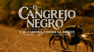 La historia de los cangrejos atropellados de Providencia I Documental - Otras Ciudades - Colombia