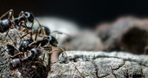 Las pupas de las hormigas fabrican leche | Actualidad