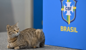 Lo que no sabías del "gato de la maldición" que protagoniza los memes contra Brasil