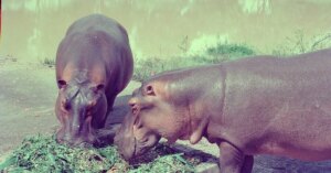 Los hipopótamos de Pablo Escobar: acuerdo busca poner en “cintura” a estos animales