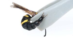 Los machos de algunas especies de avispas ahuyentan a los depredadores gracias a sus espinas genitales | Actualidad
