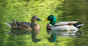 Los patos ayudan a salvar a los ecosistemas del cambio climático