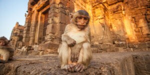 Mono robó el bolso de una turista con más de 1.400 dólares