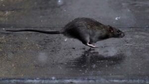 Nueva York busca un 'malvado zar' para combatir la plaga de ratas que asola la ciudad