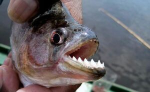 Pescador muere devorado por las pirañas al caer en río Orinoco