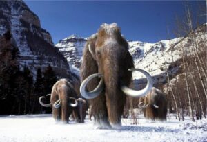 Por qué resucitar al mamut podría ser una mala idea