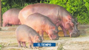 Puerto Triunfo: motociclista se estrelló con hipopótamo - Otras Ciudades - Colombia