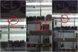 roedores hacen desastre en tienda de alimentos en el aeropuerto internacional Puerto Ordaz (+Video)