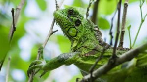 ¿TAMBIÉN MIGRARON? Una iguana afectó instalación eléctrica en Florida y dejó sin electricidad a más de 1.500 hogares